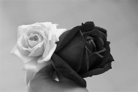 Black and White Rose Wallpaper ·① WallpaperTag