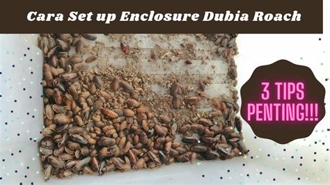 3 Tips And Cara Set Up Enclosure Dubia Roach Paling Simple Youtube