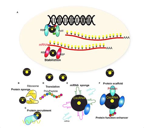 Multiple Regulatory Mechanism Of Circrnas A The Biogenesis Of