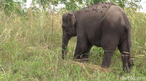 Tren 28 Gambar Kepala Gajah