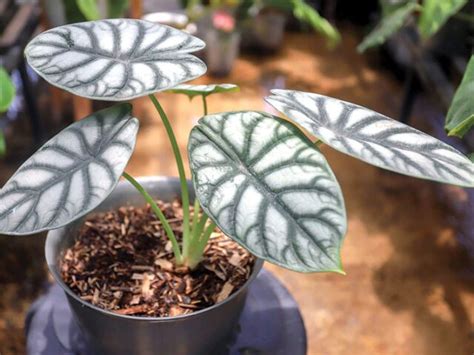 Mewahnya Alocasia Dragon Silver Jauh Dari Tungau Daun Lebar