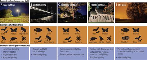 Effects Of Anthropogenic Light On Species And Ecosystems Science