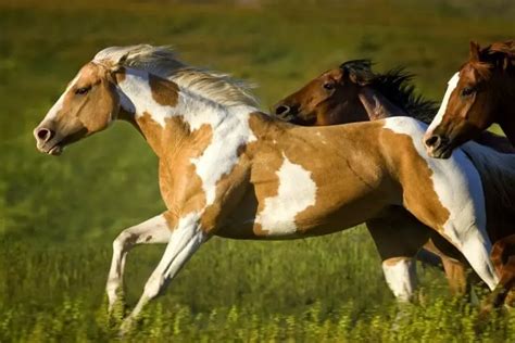 Horse Coat Patterns for the American Paint Horse