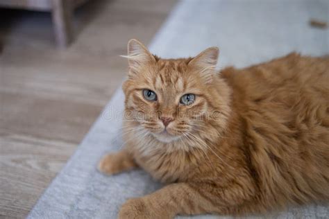 Rufous Maine Coon Persian Mix Looking At The Camera While Lying On The