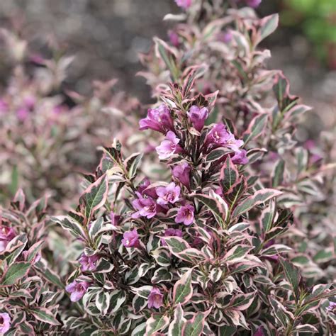 My Monet Purple Effect® Weigela Garden Crossings