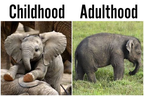 Childhood vs Adulthood : r/memes