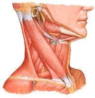 Músculos pescoço Diagram Quizlet