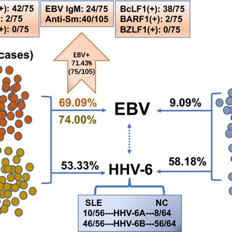 Ebv And Hhv 6 Infection In Patients With Sle And Healthy Control The