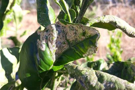 Citrus Leaf Miner | Pests & Diseases