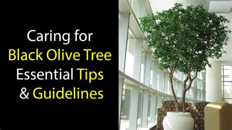 Caring For Black Olive Tree Essential Tips And Guidelines