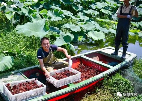 宿迁中扬：全力打造新时代鱼米之乡“新样板”凤凰网江苏凤凰网