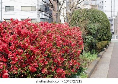 Chaenomeles Speciosa Falconnet Charlet Cartes De Cr Dit