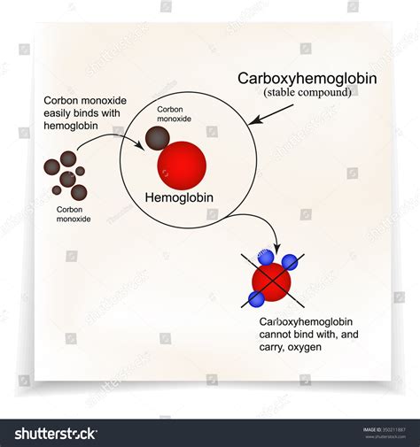 250 Hemoglobin Carbon Dioxide Images Stock Photos Vectors Shutterstock