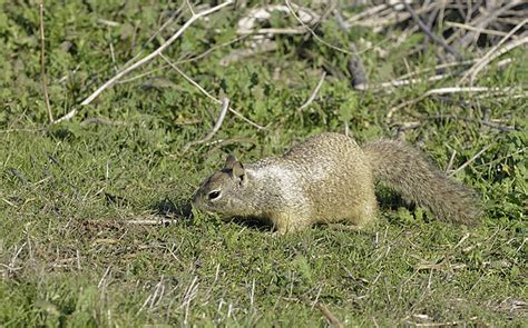 rondentia background images hd pictures  wallpaper