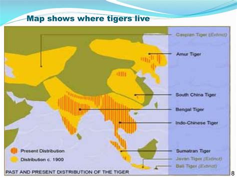 A Map Of Where Tigers Live