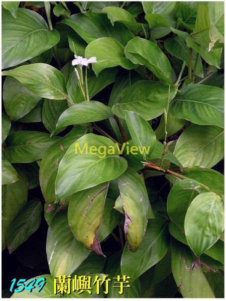 Donax Cannaeformis 蘭嶼竹芋 竹葉蕉、戈燕 博視植物網