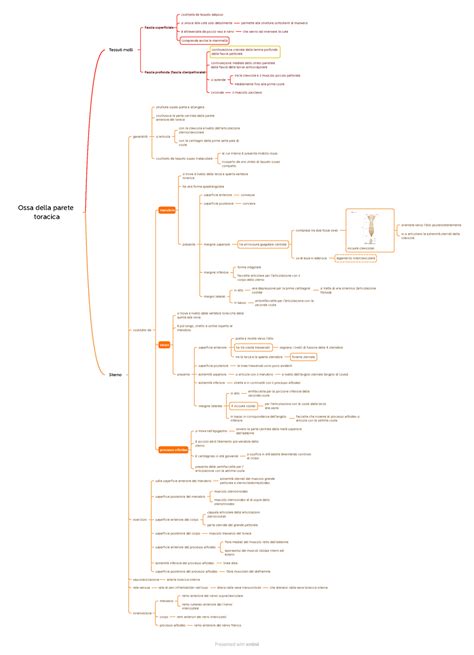 Sterno Mappa Concettuale Realizzata Con Xmind Dal Libro Di Testo