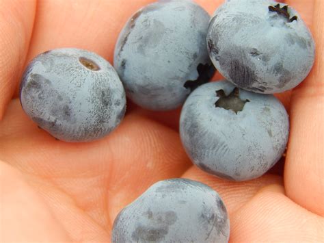 You Pick Blueberries at Liberty Ridge Farm