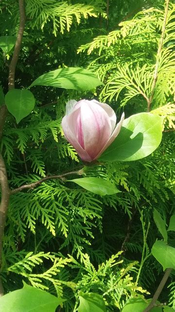 Capullo De Magnolia Rosado Foto Gratis En Pixabay Pixabay