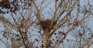 Mockingbird Behavior - AnimalBehaviorCorner