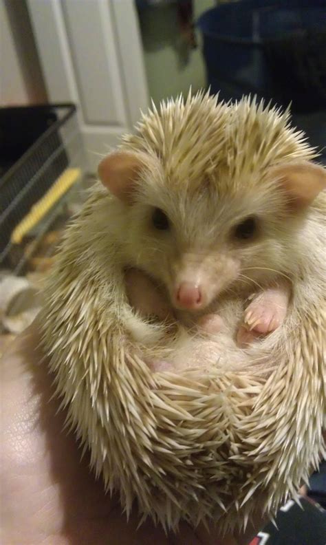 A Small Hedgehog Sitting On Top Of Someone S Hand