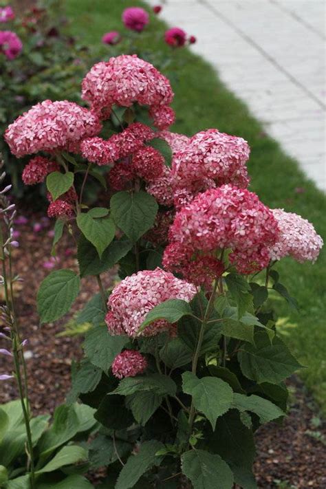 Мэджикал Пинкербелл (Magical Pinkerbell): описание сорта древовидной ...