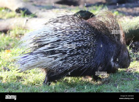 Old world porcupine hi-res stock photography and images - Alamy