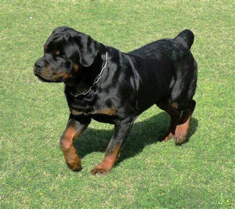 17 Best Images About Rottweilers ️ On Pinterest Best Dogs Rottweiler