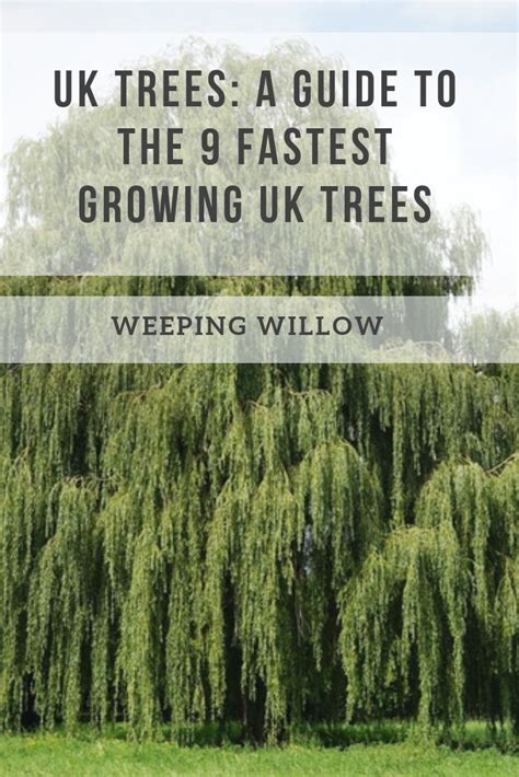 A Guide To Uk S Fastest Growing Trees Fast Growing Trees Eucalyptus Tree Uk Tree Uk