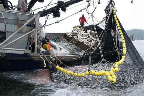 Морской промысловый лов рыбы