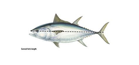 Bluefin Tuna Regulations Nj Saltwater Fisherman