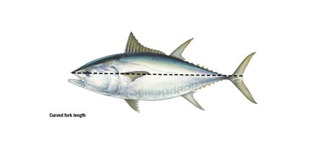 Bluefin Tuna Regulations | NJ Saltwater Fisherman