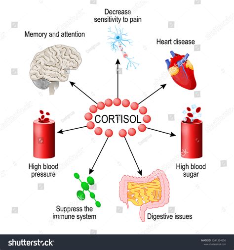 Cortisol Hormone Functions Body Hormone Released Stock Vector Royalty