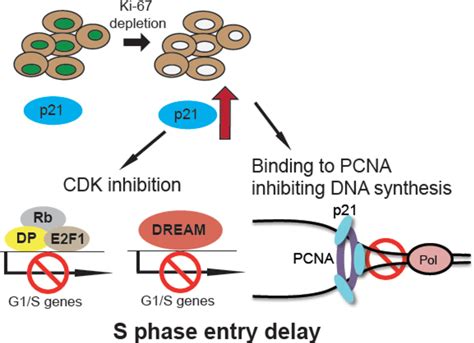 Table From Ki Regulates Cell Cycle Progression And