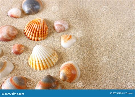 Sea Shells On Sand At The Beach Royalty Free Stock Photos Image 35736728