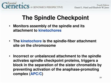 Ppt 13 Molecular Genetics Of Cell Cycle And Cancer Powerpoint