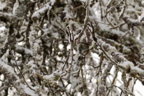 Galhos de árvores verde acinzentados cobertos um pouco de neve