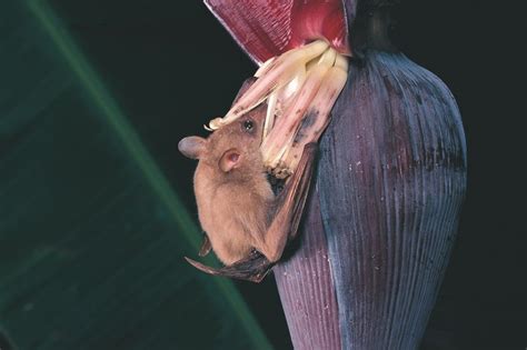 Common Blossom Bat - The Australian Museum