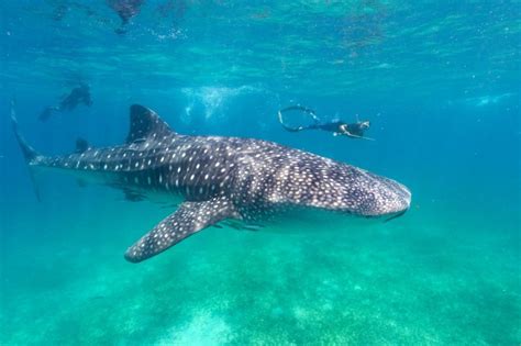 The Best Whale Shark Diving In The World Off Mafia Island Tanzania