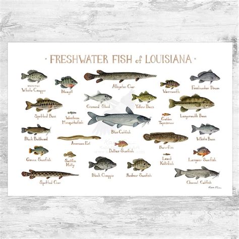 Louisiana Freshwater Fish Field Guide Art Print Fish Nature Etsy