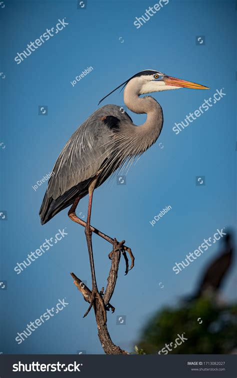 55,971 Great Blue Heron Images, Stock Photos & Vectors | Shutterstock