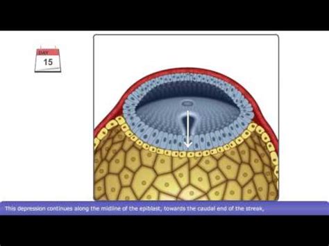 The Process of Gastrulation - YouTube