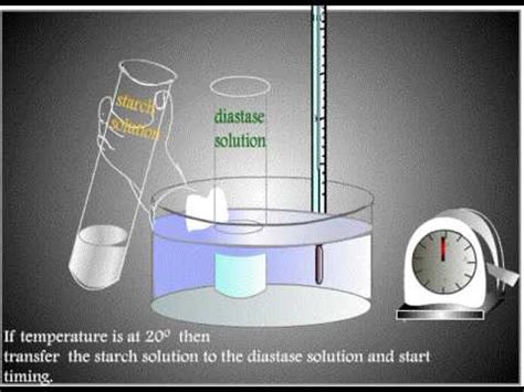 Lab Report Pancreatic Amylase Experiment