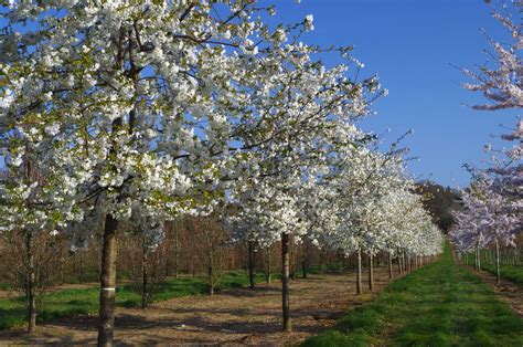 Tilia Cordata Tree Hillier Trees