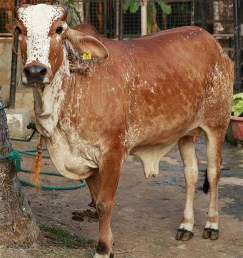 Rathi cattle breed facts | Breeds of cows, Cattle, Breeds