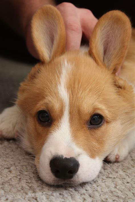 Pin On Pembroke Corgi Cuties