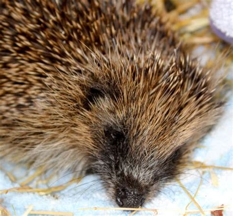 Hungry Hedgehogs Cant Hibernate Pet Samaritans