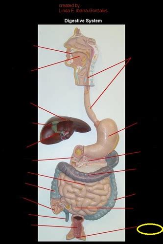 Chapter 24 Digestive System Flashcards Quizlet