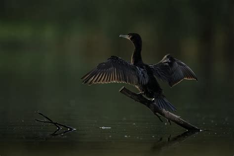 Little Black Cormorant Jason Moore Flickr