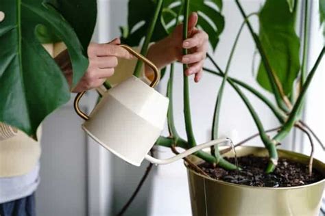 Monstera Deliciosa Propagation: How to Propagate in Water and Soil